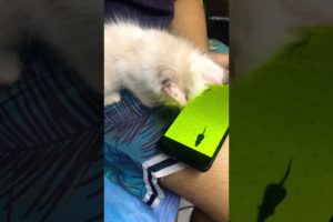 Persian Cat funny playing on the phone 😆❤️😍#shorts #animals #funny #pets #cat