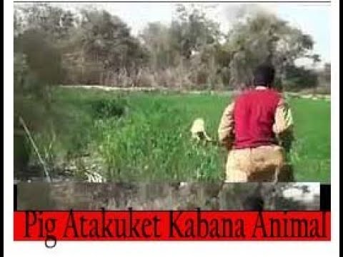 Pig Atakuket Kabana Animal fights filmed on camera