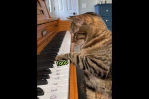 Piyano çalan kedi - @isosyaladam
