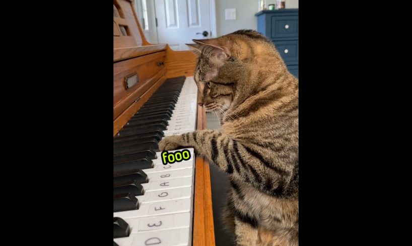 Piyano çalan kedi - @isosyaladam