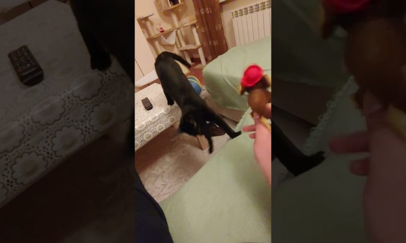 Playing Kitty 🥰 #cat #cats #catlover #pets #cute #foryou #pet #animals #fypシ #youtubeshorts #animal