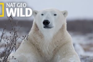 Polar Bears 101 | Nat Geo Wild