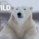 Polar Bears 101 | Nat Geo Wild