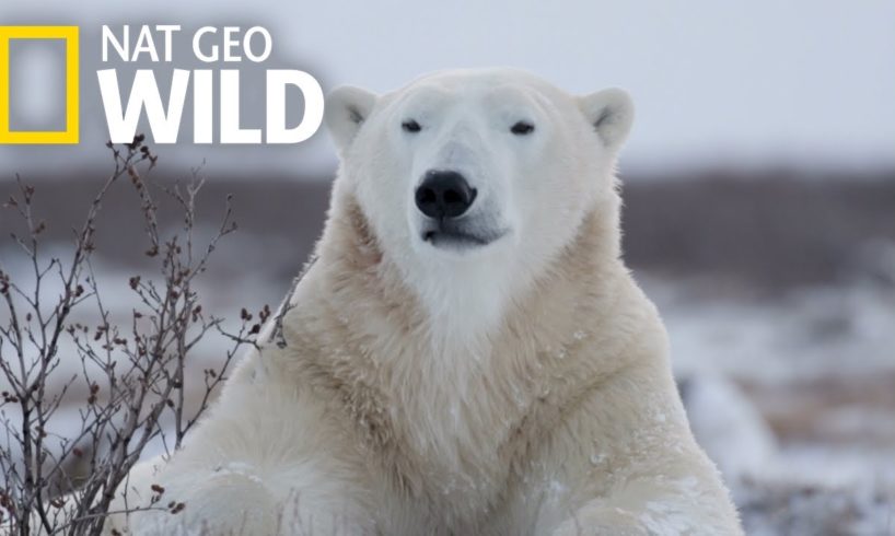 Polar Bears 101 | Nat Geo Wild