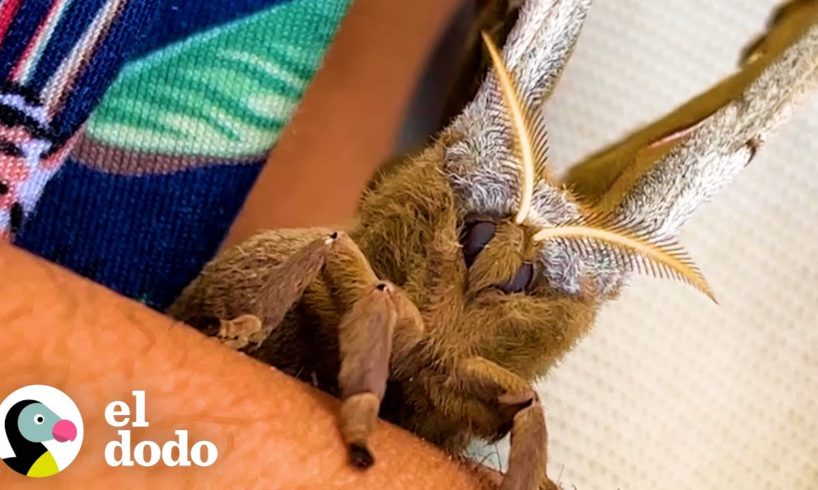 Polilla gigante confía en su salvador para criar a sus bebés | Dodo Héroes | El Dodo