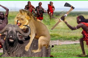 Poor King Lion Was Brutally Destroyed by Buffalos & Maasai Tribe Warriors | Animals Fight
