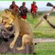 Poor King Lion Was Brutally Destroyed by Buffalos & Maasai Tribe Warriors | Animals Fight