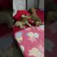 Puppies playing time 🤣😘💕 #ytshorts #shorts #short #cute 💕 #youtubeshorts #viral  #dog  #animals