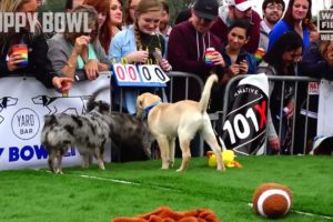 Puppy Bowl 2023 Animal Planet World Special for Mission Pets Alive & World Animal Rescue Network