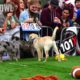 Puppy Bowl 2023 Animal Planet World Special for Mission Pets Alive & World Animal Rescue Network