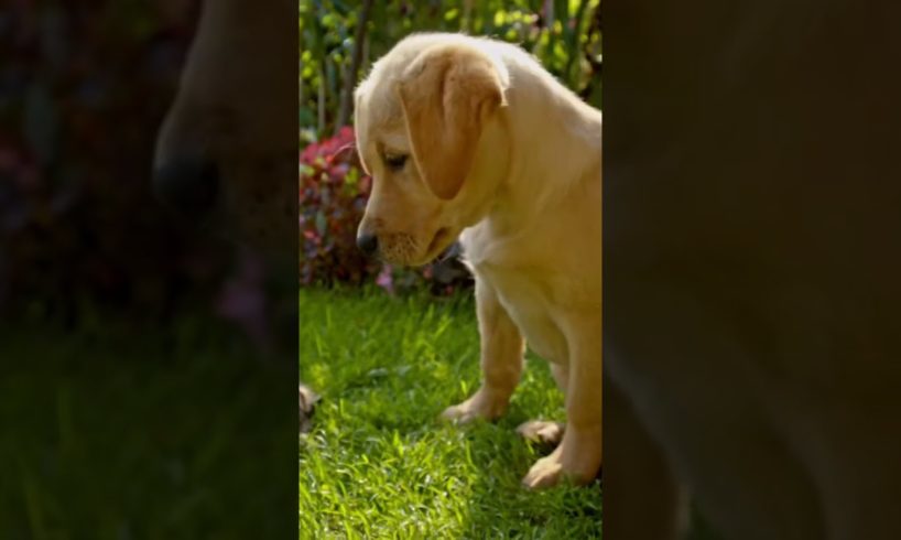 Puppy and cat playing together ❤️ #catsanddogs #puppy #cuteanimals #cute #kittycat #funnyshorts