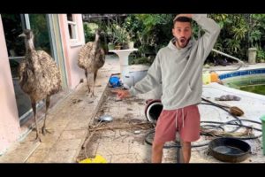 RESCUING *STARVING* EMUS FROM ABANDONED HOUSE!