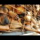 Raiding & Rescuing Hundreds of Dogs in Dog Markets by Humane Society on The Rescuers DNA