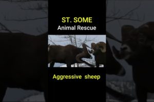 Rams Battle Aggressive sheep | Animal Rescues #Shorts