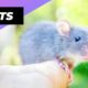 Rats 🐁 One Of The Most Intelligent Animals In The World #shorts