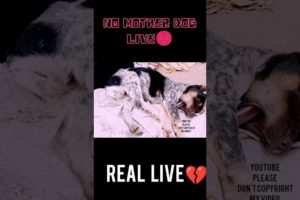 Real🐕 😔 dog Live #shorts#youtubeshorts #copyrightfree #viral