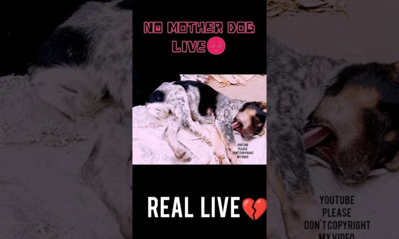Real🐕 😔 dog Live #shorts#youtubeshorts #copyrightfree #viral