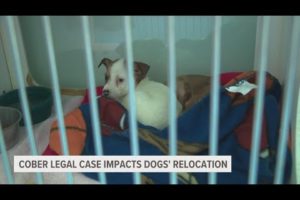 Recovery timeline uncertain for Cober's Canine Rescue dogs as legal process continues