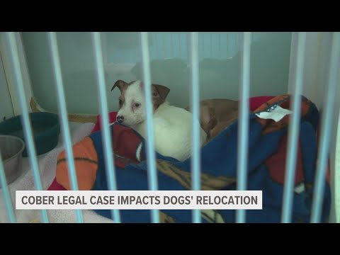 Recovery timeline uncertain for Cober's Canine Rescue dogs as legal process continues