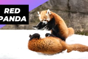 Red Panda 🐼 One Of The Cutest And Rarest Animals In The Wild #shorts