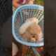 Relax with Amilys Cutest Puppies part #9