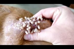 Removing Monster Mango worms From Helpless Dog! Animal Rescue Video 2022 #27