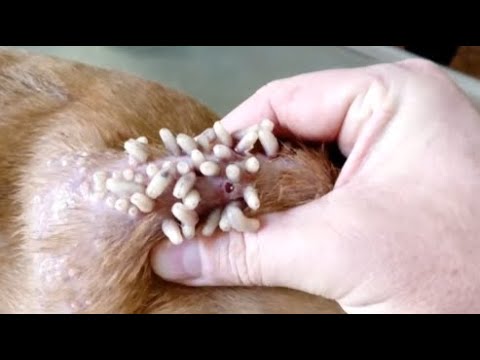 Removing Monster Mango worms From Helpless Dog! Animal Rescue Video 2022 #27