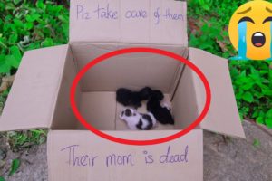 Rescue Poor Baby Cats Abandoned By Inhuman | Adopted Three Kittens Very Pitifully