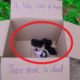 Rescue Poor Baby Cats Abandoned By Inhuman | Adopted Three Kittens Very Pitifully