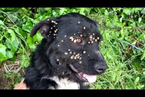 Rescue of abandoned dog with ticks, tied up with a rope