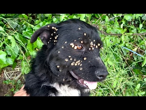 Rescue of abandoned dog with ticks, tied up with a rope