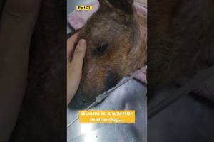Rescue of blind pregnant dog - she was so sick...