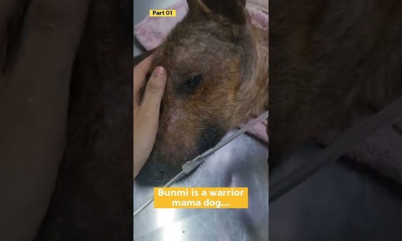 Rescue of blind pregnant dog - she was so sick...