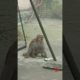 Rescued injured monkey #shorts #animals #monkey