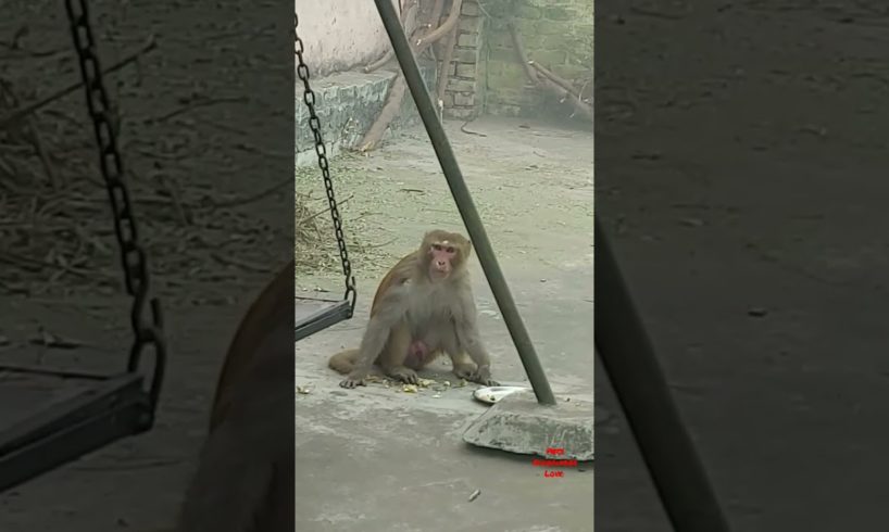 Rescued injured monkey #shorts #animals #monkey