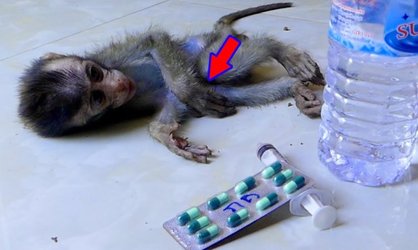 Rescued the baby animal poor sick🐒😭 ,God help baby animal