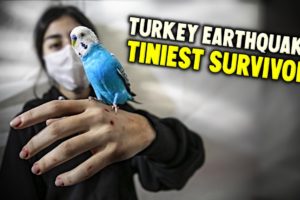 Rescuing Budgies in Turkey Earthquake