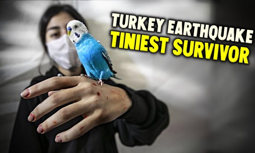 Rescuing Budgies in Turkey Earthquake