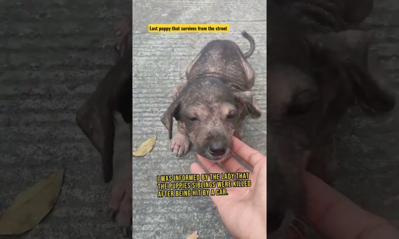 Rescuing the Only Survivor #shorts #dog #puppy #puppyrescue #streetdogs #straypuppy #puppyadoption