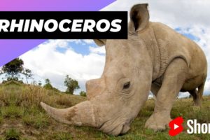 Rhinoceros 🦏 One Of The Tallest Animals In The World #shorts