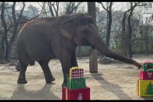 Santa Arrives Early to Give Gifts to the Animals - Cincinnati Zoo