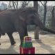 Santa Arrives Early to Give Gifts to the Animals - Cincinnati Zoo