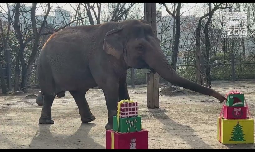 Santa Arrives Early to Give Gifts to the Animals - Cincinnati Zoo