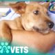 Saving Neglected Dogs From Horrible Living Conditions | Animal Rescue | Pets & Vets