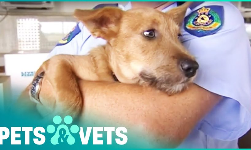 Saving Neglected Dogs From Horrible Living Conditions | Animal Rescue | Pets & Vets