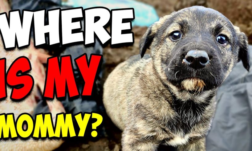 Scared Innocent Puppy Barely Survived After Being Abandoned