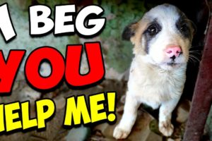 Scared Puppy Begged To Be Rescued Until Someone Finally Heard Him