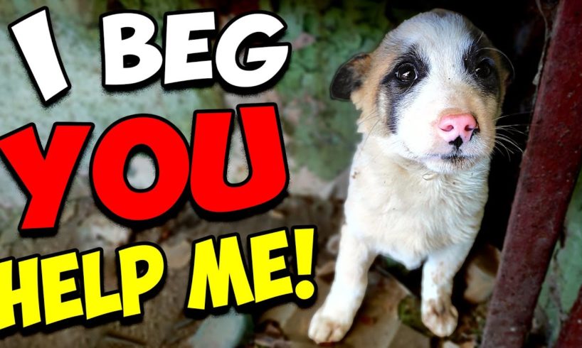Scared Puppy Begged To Be Rescued Until Someone Finally Heard Him
