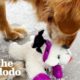 Senior Golden Loves His Lambchop Stuffed Animal More Than Life Itself | The Dodo
