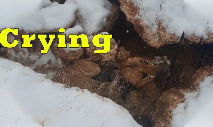 She Gave Birth to 10 Puppies In The Cold Snow, She Tries to Raise Them And Waits for Someone to Help